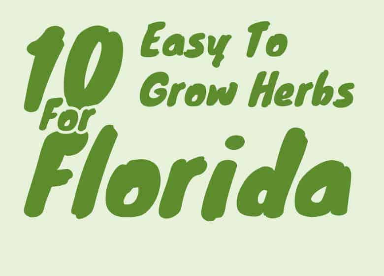 10 Easiest Herbs To Grow In Florida