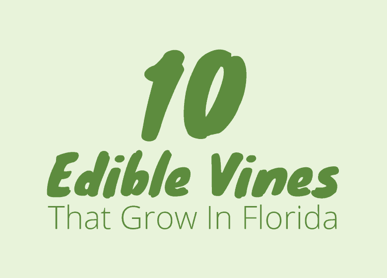 10 Edible Vines That Grow In Florida