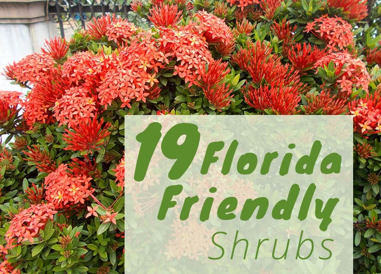 Best Shrubs to Grow in Florida