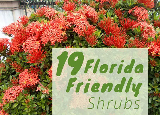 Best Shrubs to Grow in Florida