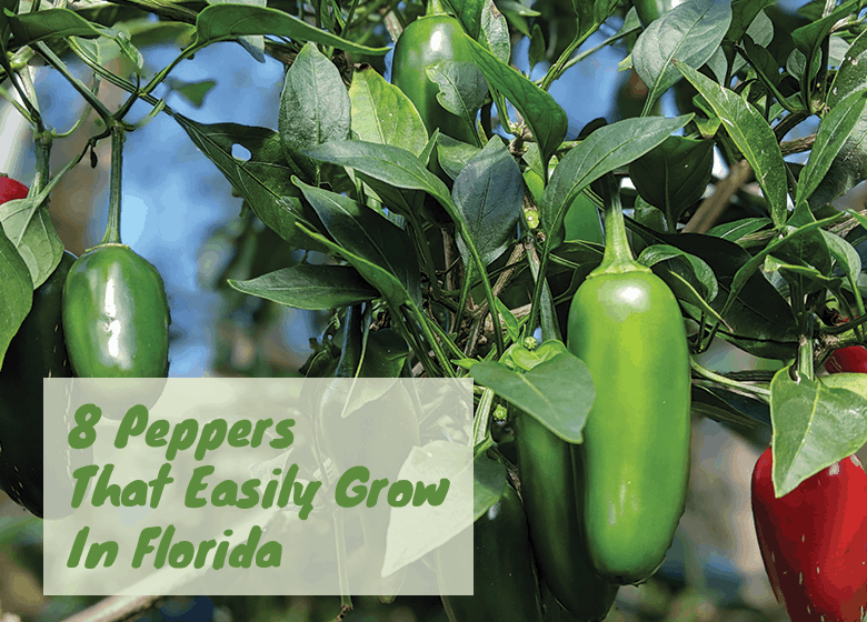 8 Peppers The Easily Grow In Florida