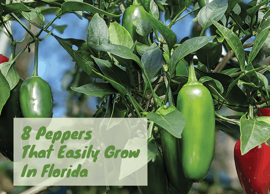 8 Peppers The Easily Grow In Florida