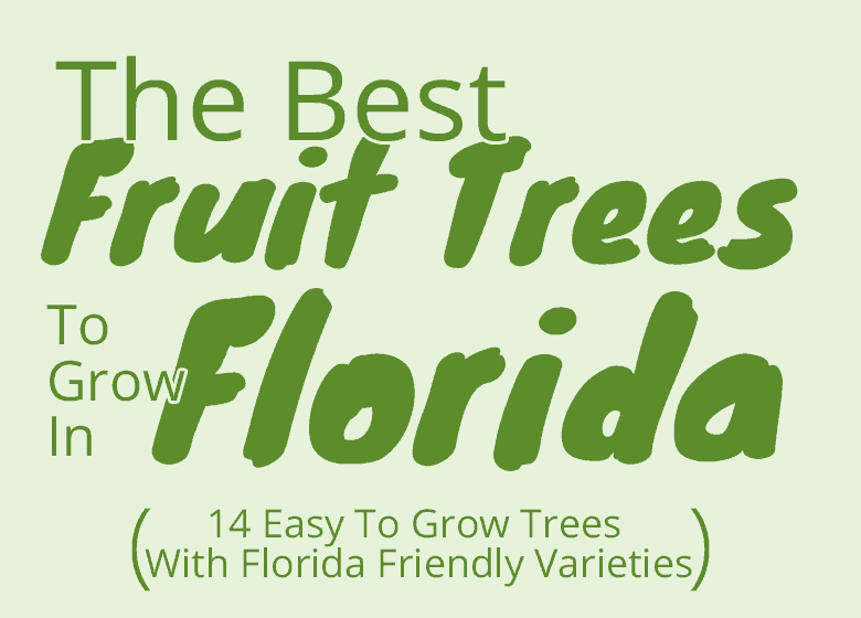 Best Fruit Trees To Grow In Florida