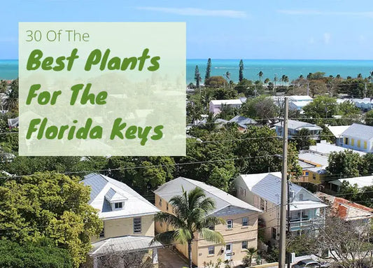 Best Plants for the Florida Keys