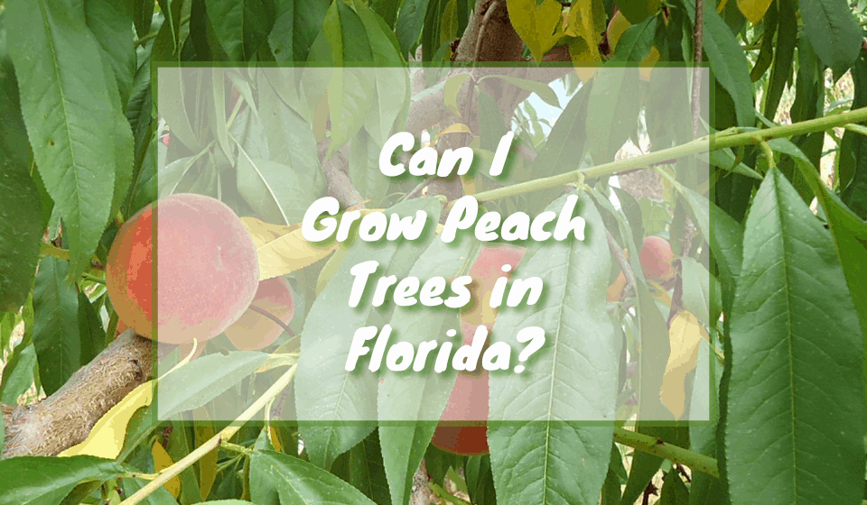 Growing Peaches In Florida