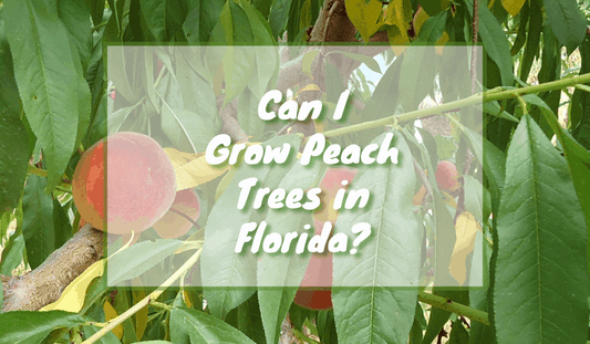 Growing Peaches In Florida