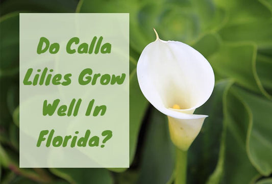 Do Calla Lilies grow well in Florida?
