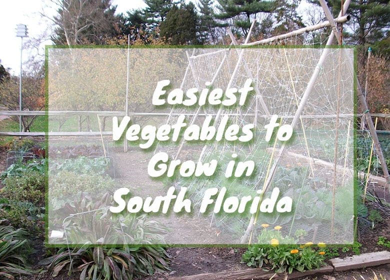 Easiest vegetables to grow in south Florida