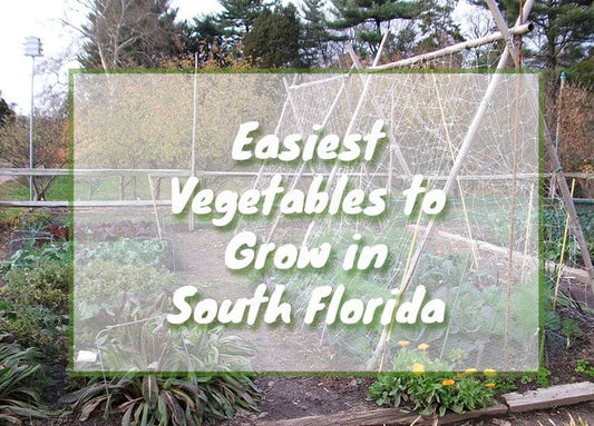Easiest vegetables to grow in south Florida