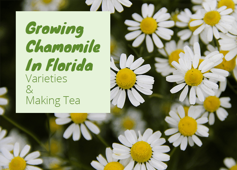 Can You Grow Chamomile In Florida?