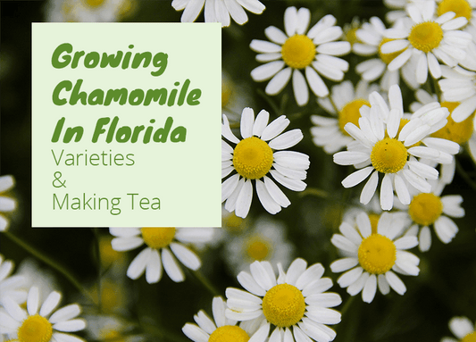 Can You Grow Chamomile In Florida?