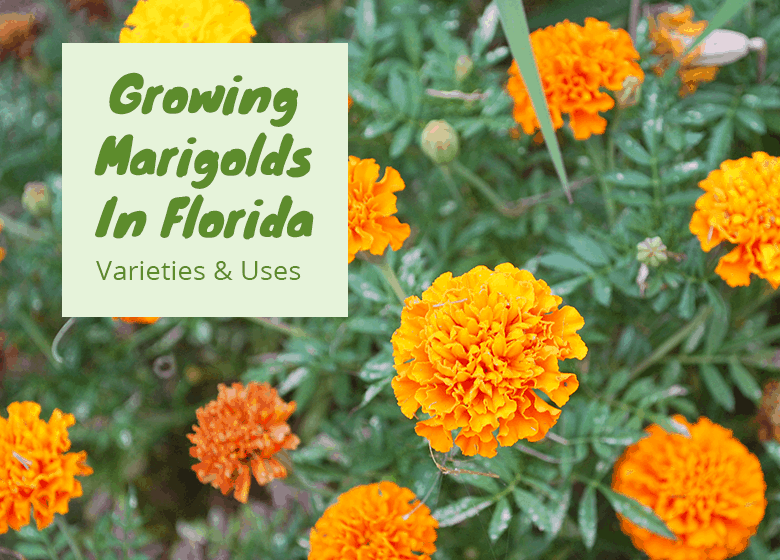 Growing Marigolds In Florida