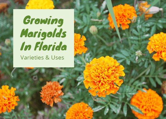 Growing Marigolds In Florida