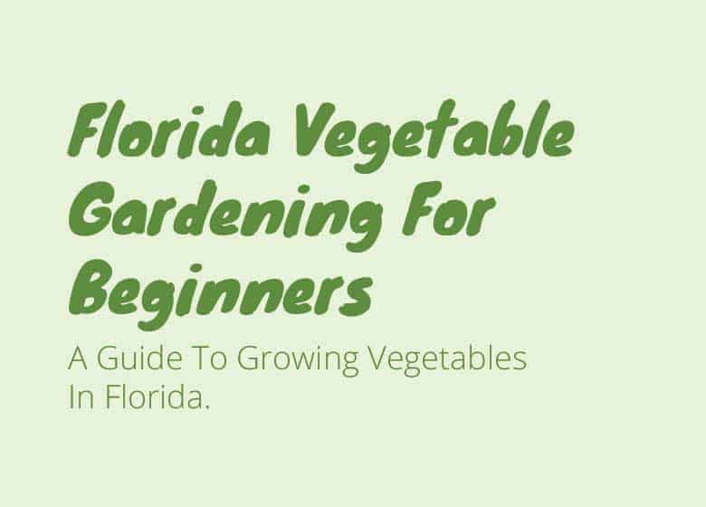 Florida Vegetable Gardening For Beginners