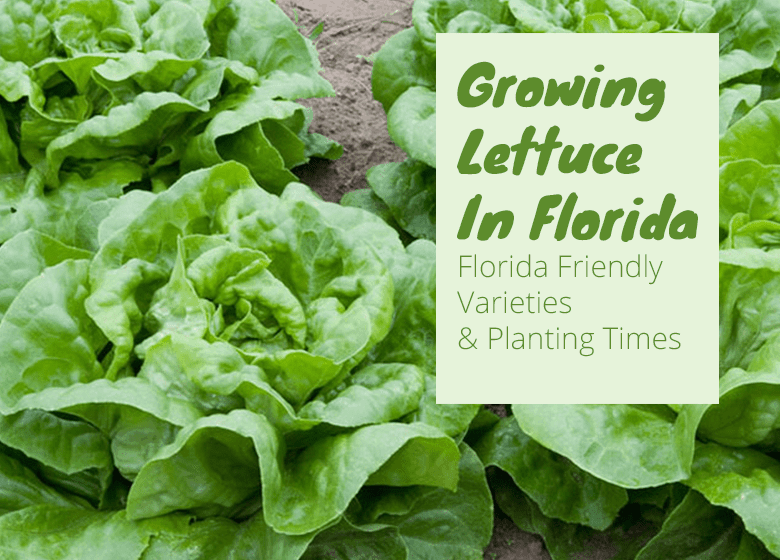 Can I Grow Lettuce In Florida?