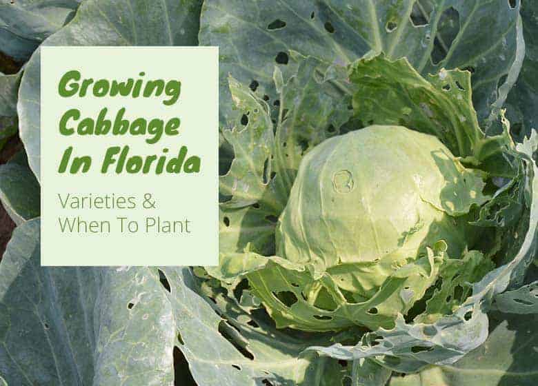 Can We Grow Cabbage In Florida?