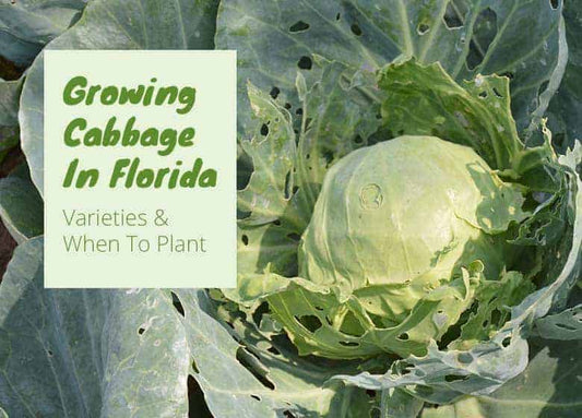 Can We Grow Cabbage In Florida?
