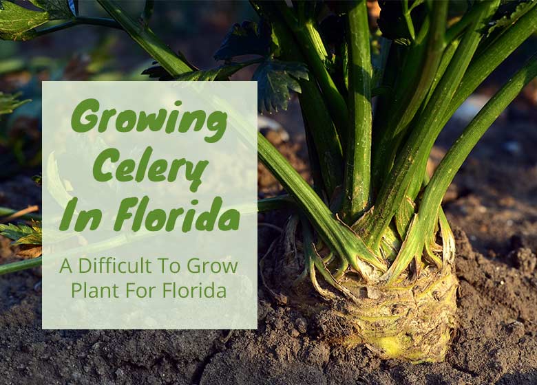 Can You Grow Celery In Florida?