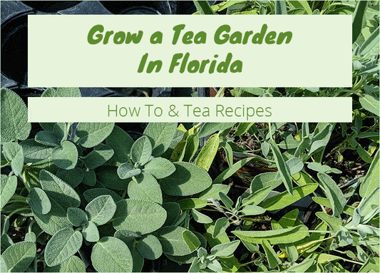 Grow A Tea Garden In Florida