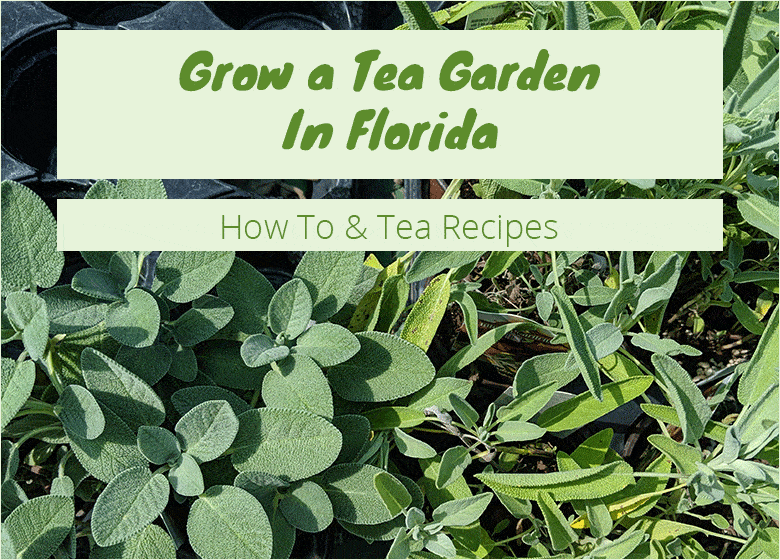 Grow A Tea Garden In Florida