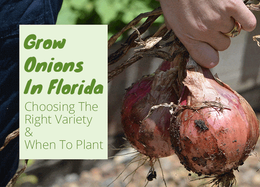 Grow Onions In Florida