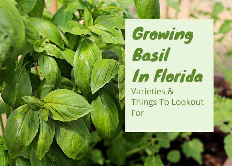 Growing Basil In Florida