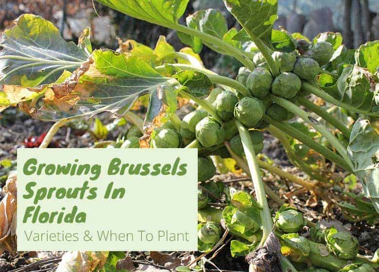 Can We Grow Brussels Sprouts In Florida?