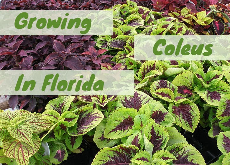 Growing Coleus in Florida