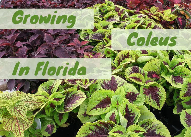 Growing Coleus in Florida