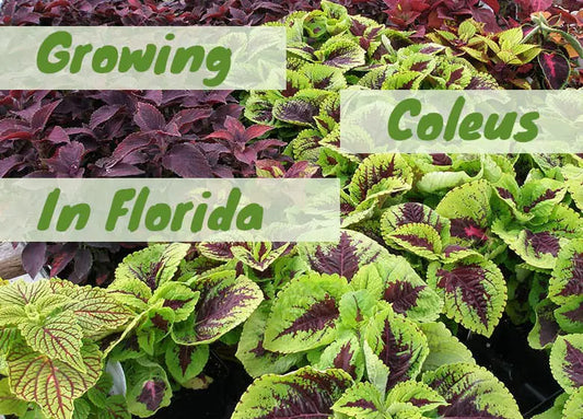 Growing Coleus in Florida