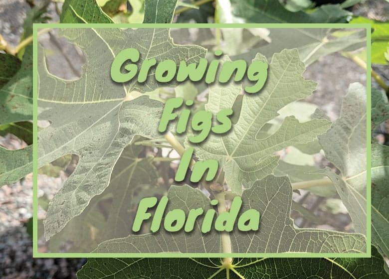 Growing Fig Trees in Florida