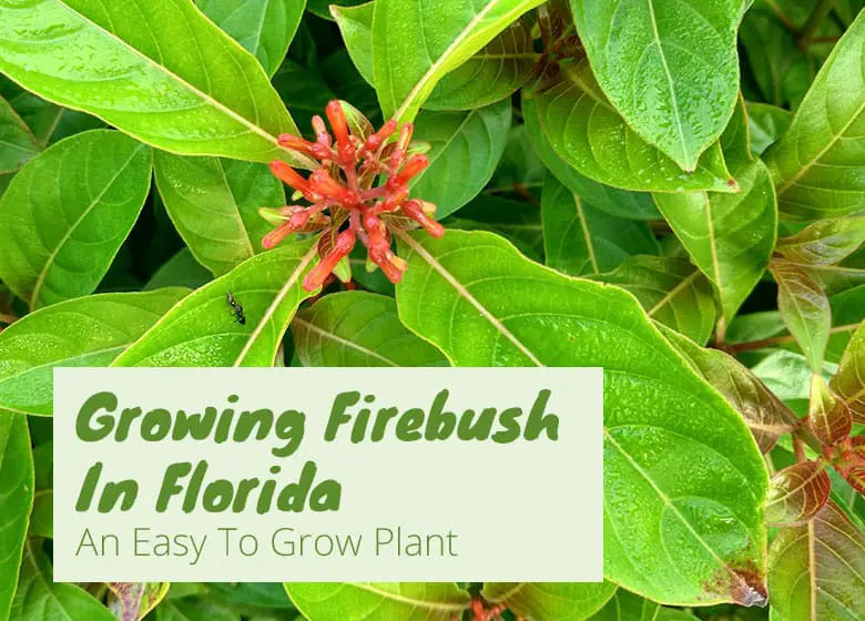 Growing Firebush in Florida