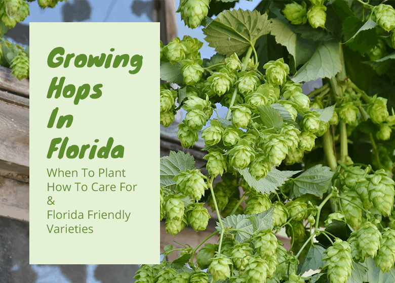 Can You Grow Hops In Florida?