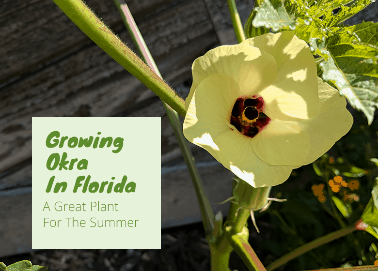 Growing Okra In Florida