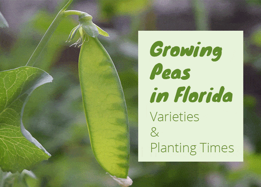 Grow Peas In Florida