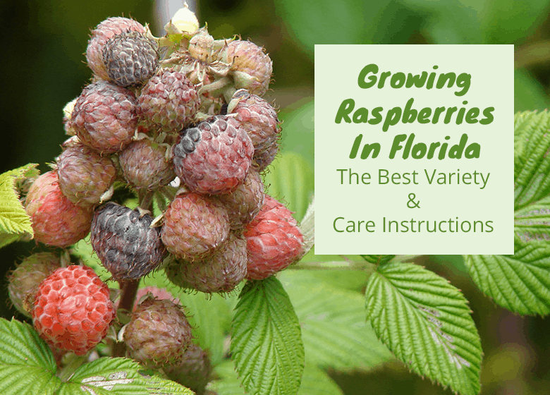 Growing Raspberries In Florida