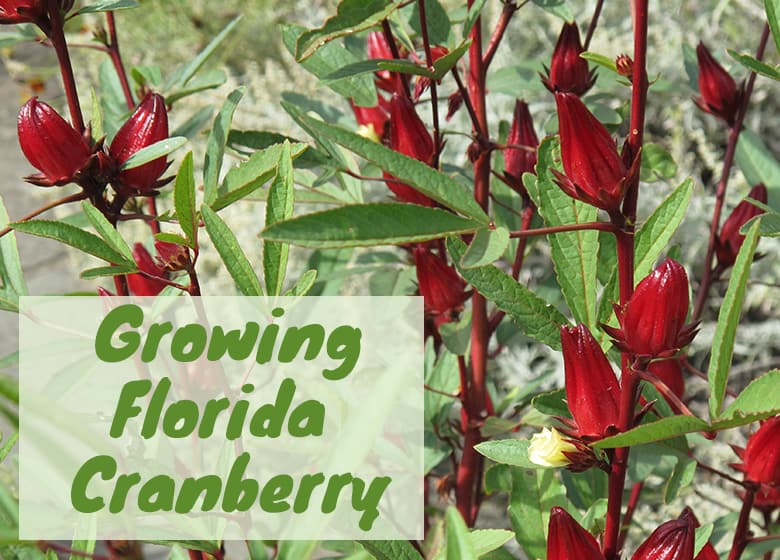 Growing Florida Cranberry (Roselle) in Florida