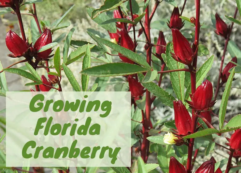Growing Florida Cranberry (Roselle) in Florida