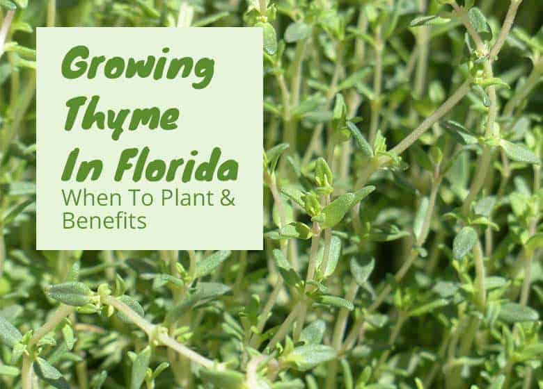 How To Grow Thyme In Florida