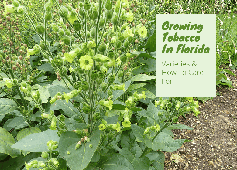 Can You Grow Tobacco In Florida?