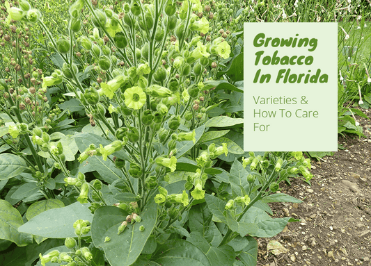 Can You Grow Tobacco In Florida?