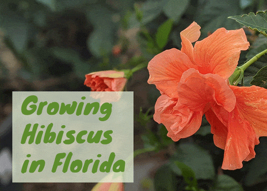 How To Grow Hibiscus in Florida
