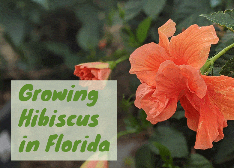 How To Grow Hibiscus in Florida