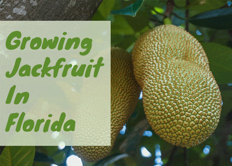 Growing Jackfruit in Florida