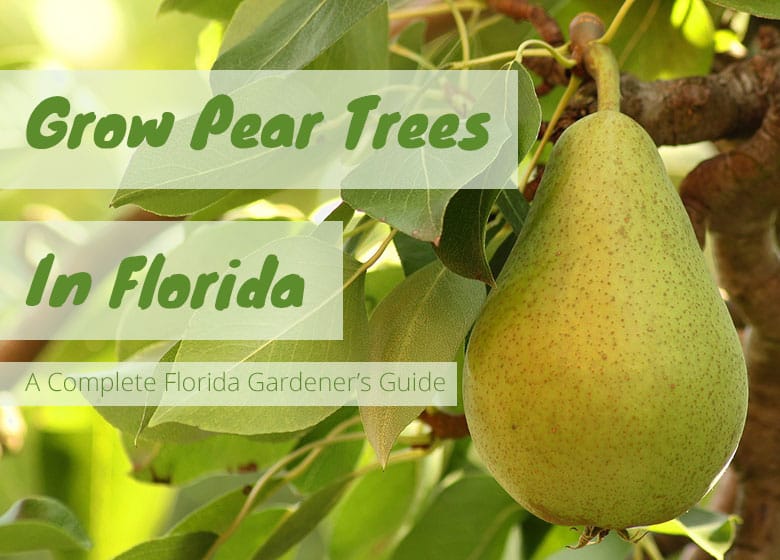 Can You Grow a Pear Tree In Florida?