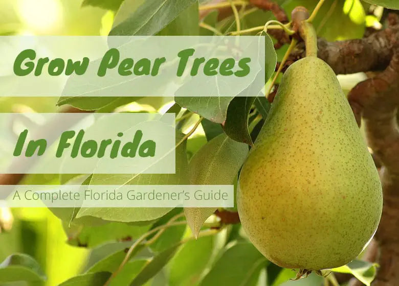 Can You Grow a Pear Tree In Florida?