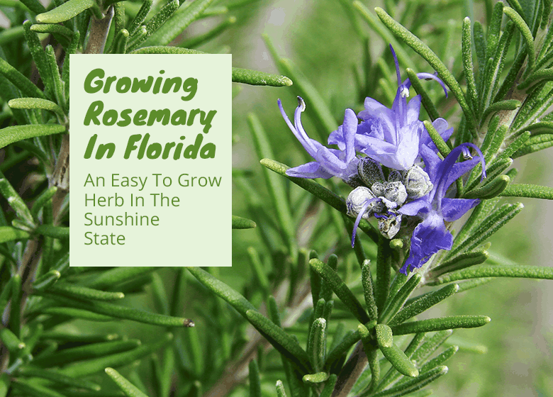 Growing Rosemary in Florida