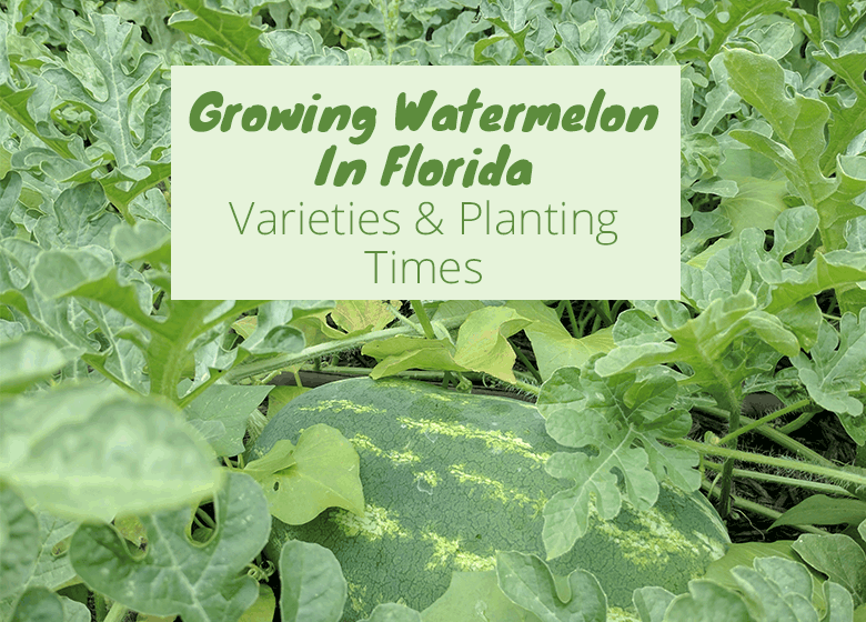 Growing Watermelon In Florida