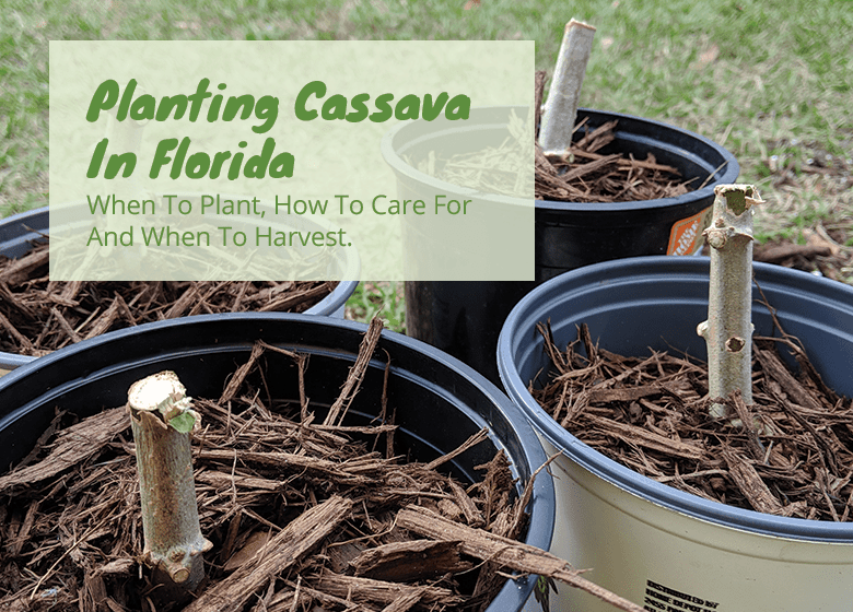 Planting Cassava In Florida