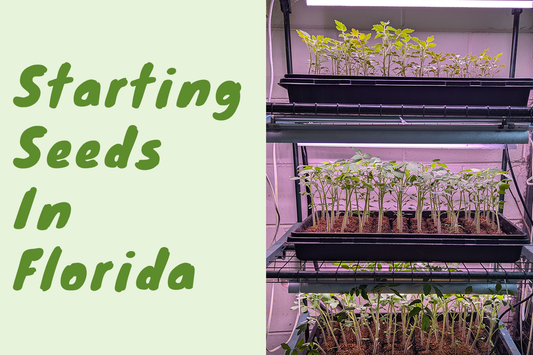 Starting Seeds in Florida (Without Losing Your Mind)